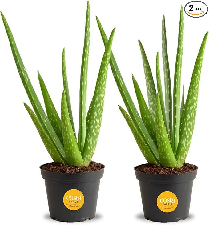 Costa Farms Aloe Vera (2 Pack), Live Succulent Plants, Easy to Grow Indoor Houseplants in Plant Pot, Air Purifiers in Potting Soil, Room, Home, and Office Décor, Housewarming Gift, 12-Inches Tall by GreenHaven Gardens