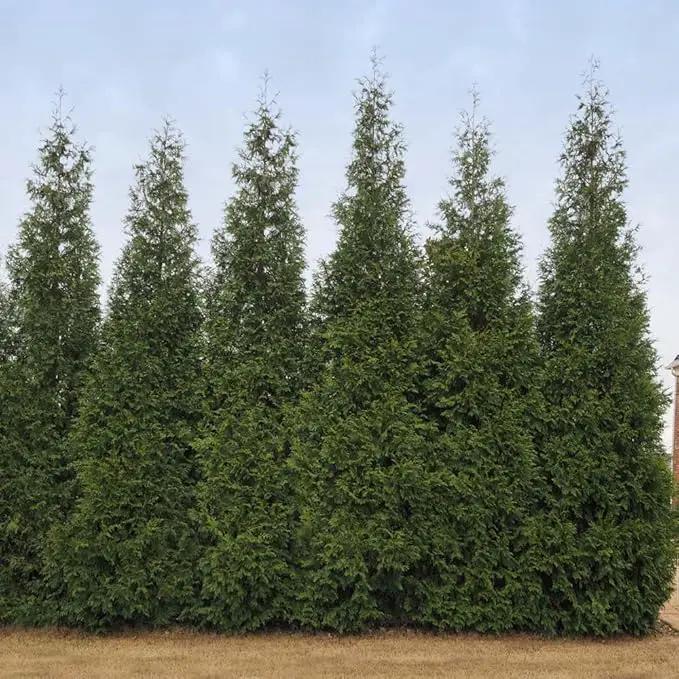 Brighter Blooms - Junior Giant Thuja Tree, 2-3 ft. - No Shipping to AZ by GreenHaven Gardens