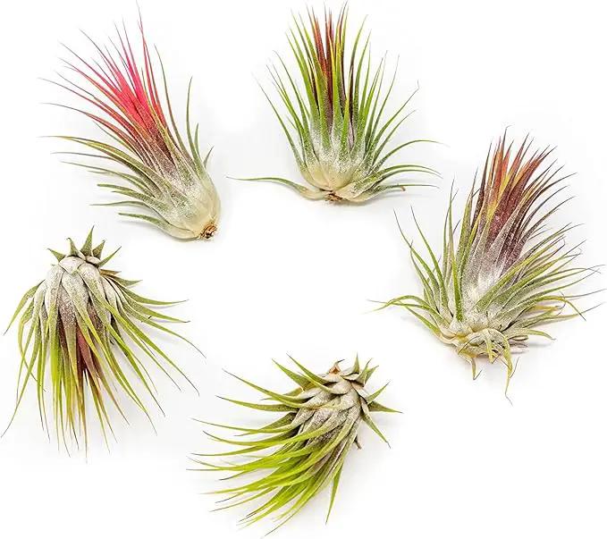 5 Pack Large Air Plants Tillandsia Ionantha Guatemala - Live Succulent House Plants - Available in Wholesale and Bulk - Home and Garden Decor - Easy Care Indoor and Outdoor Plants (Pack of 5) by GreenHaven Gardens