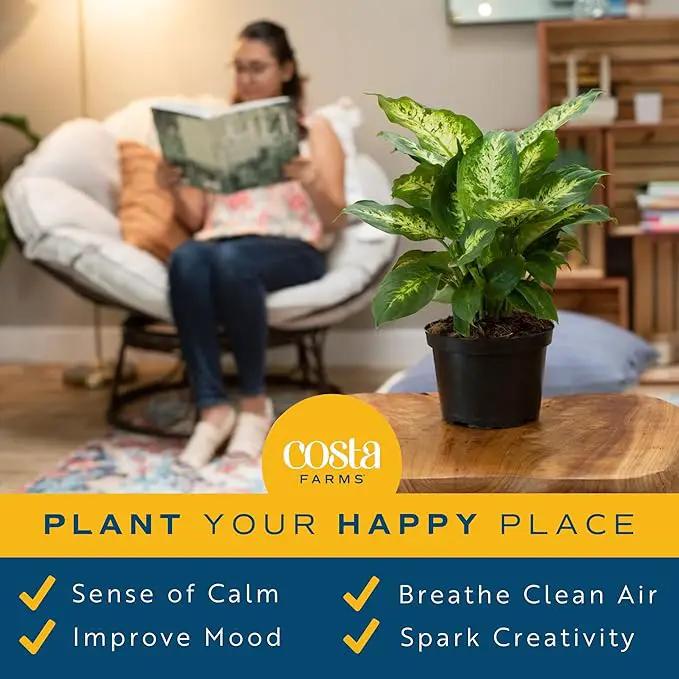 Costa Farms Dieffenbachia Live Indoor Plant, Easy to Grow Houseplant, Potted in Indoors Garden Nursery Plant Pot, Potting Soil Mix, Grower's Choice, Home and Office Plants Decor, 1 Foot Tall by GreenHaven Gardens