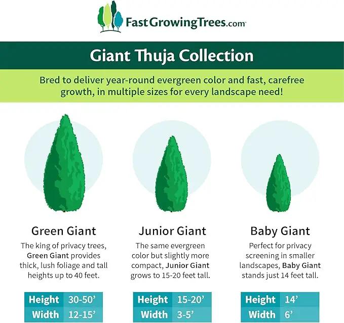 Brighter Blooms - Junior Giant Thuja Tree, 2-3 ft. - No Shipping to AZ by GreenHaven Gardens