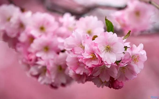 Live Kwanzan Cherry Blossom Tree – 8-12" Tall, Ornamental Pink Flowers by GreenHaven Gardens
