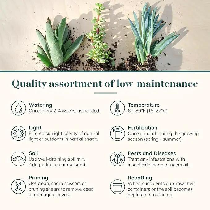 Shop Succulents Unique Succulent Plant Pack Collection - Live Mini Succulent Plants, Low Maintenance, Exceptional Colors & Textures - Wedding and Party Favors, Gift & Garden, Pack of 12 by GreenHaven Gardens