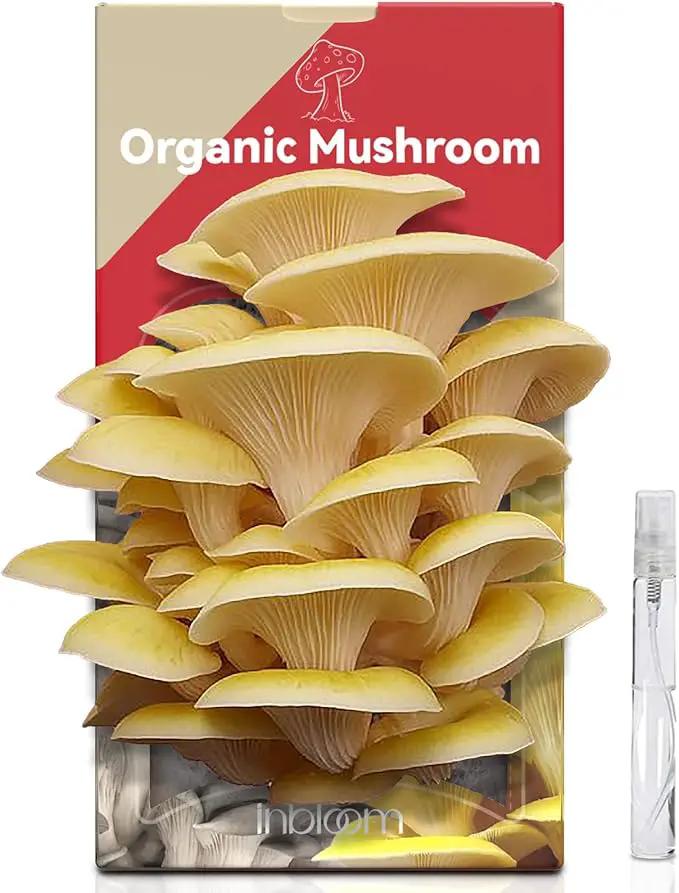 inbloom Large Organic Golden Oyster Mushroom Growing Kit (4 lbs), Double-Side Yellow Mushroom Grow Kit, MD USA Non-GMO Mushroom Kit, Harvest Mushrooms in 10 Days at Home, Indoor Gardening for Adults by GreenHaven Gardens