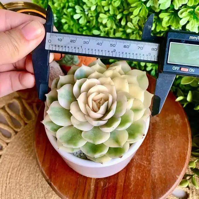 FWPP Live Succulents Plants,Echeveria Onslow Variegated 3.2 inches Mini Indoor Plants,Bare Root Without Pot Soil Live Plant,Succulents Plants Live for Gift Party Wedding Garden Baby Shower DIY Decor by GreenHaven Gardens