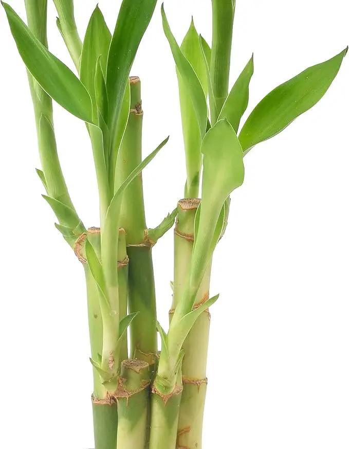 Arcadia Garden Products LV25 5-Stem Lucky Bamboo, Live Indoor Plant in Aged Wood Planter for Home, Work, or Gift, Dark ***Cannot Ship to Hawaii** by GreenHaven Gardens