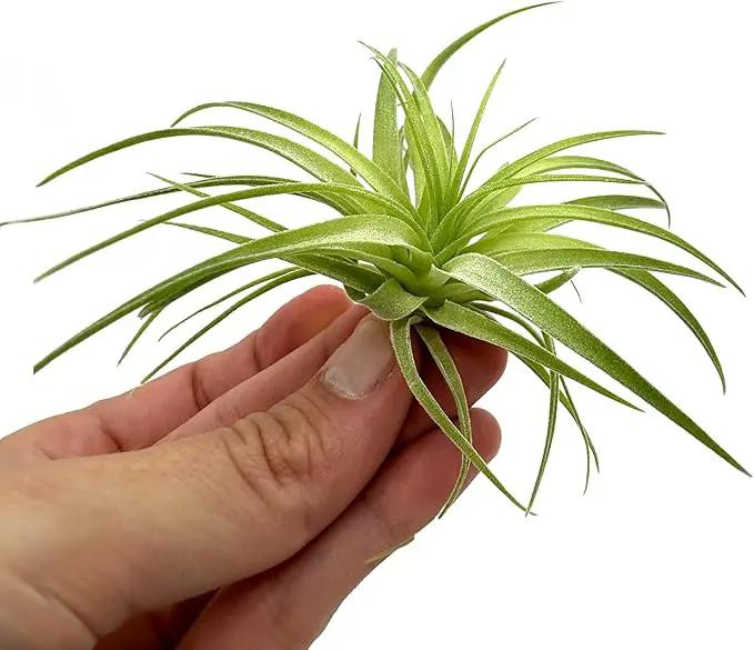Live Air Plants - Tillandsia Geminiflora 1-3" - 5ct – ragnaroc Live Indoor Plant - Live Arrival Guaranteed - House Plants for Home Decor & Gift by GreenHaven Gardens