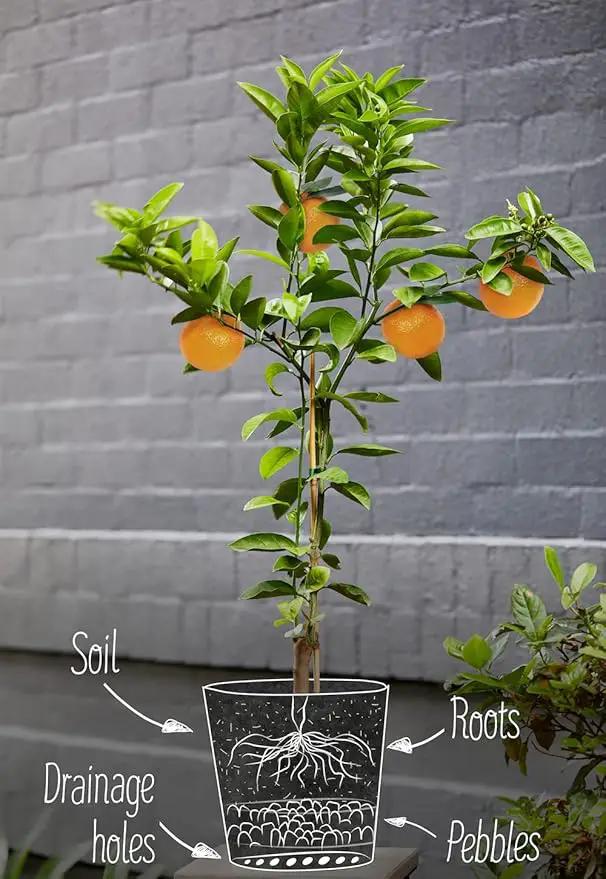 Fiddle Leaf Fig House Plant Soil Premium All Purpose Blend - Peat Moss, New Zealand Bark, Coco Chips and Fibers, Perlite - 1 Quart Bag by GreenHaven Gardens