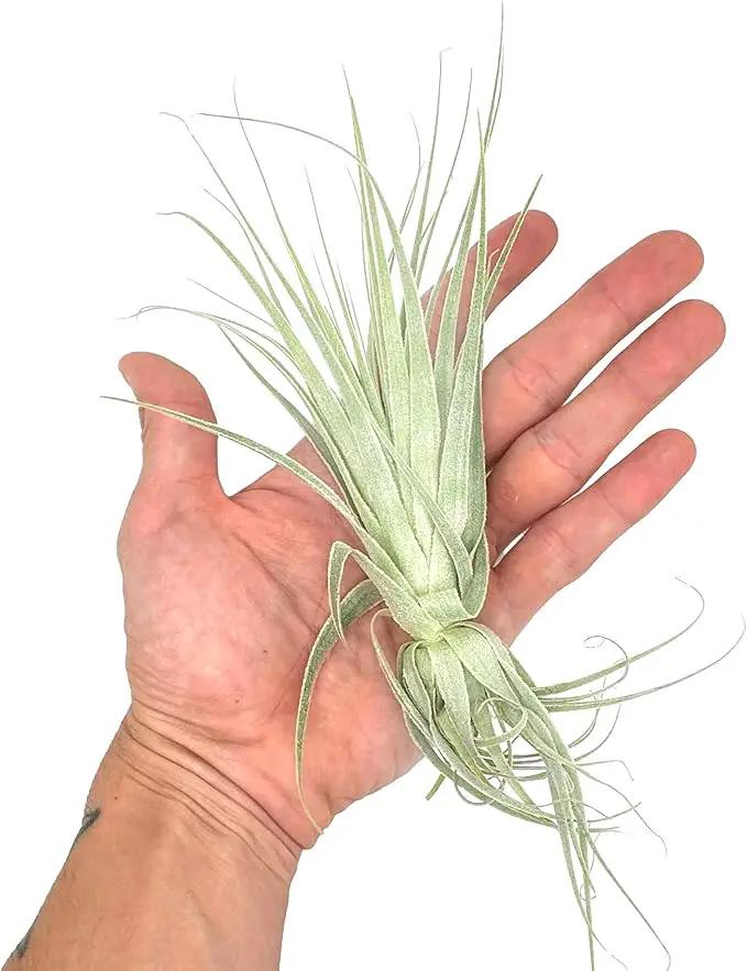 Live Air Plant - Tillandsia Gardneri 5-7” - 5ct - ragnaroc Rare Collectors Indoor Tropical Plant - Live Arrival Guaranteed - House Plants for Home Decor & Gift by GreenHaven Gardens