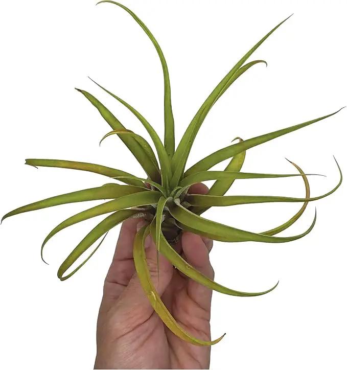 Air Plants - Tillandsia Capitata (Peach), Large 5-7” - 5 ct - Live Arrival Guaranteed - House Plants for Home Decor & Gift by GreenHaven Gardens