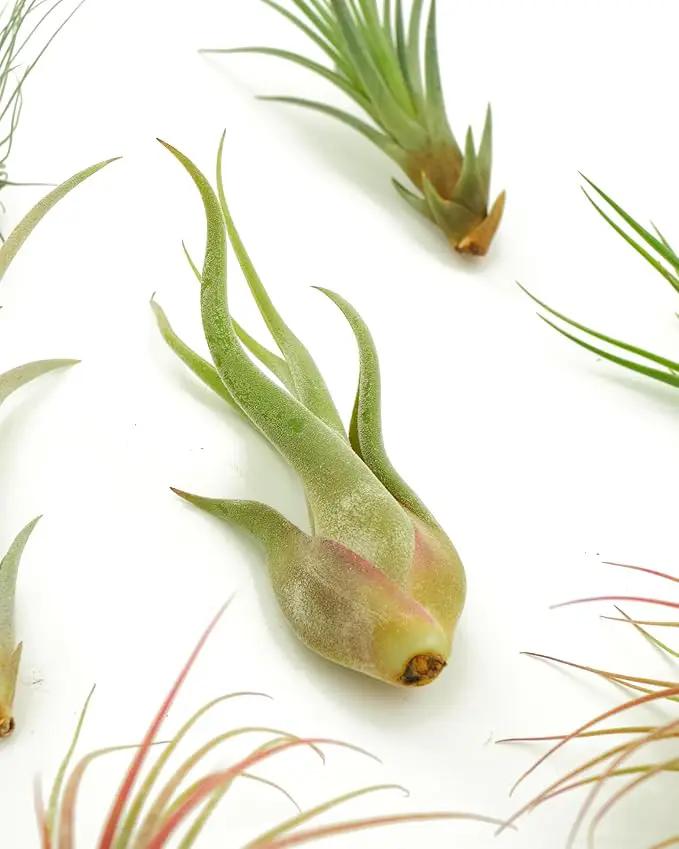 Shop Succulents | Assorted Collection of Live Air Plants, Hand Selected Variety Pack of Air Succulents | Collection of 8 by GreenHaven Gardens