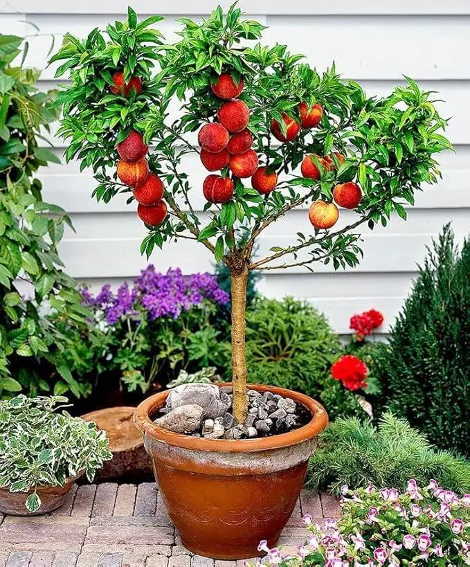 Premium Peach Potting Soil Mix - Optimal Nutrient-Rich Blend for Thriving and Juicy Peaches - 5 Quart by GreenHaven Gardens