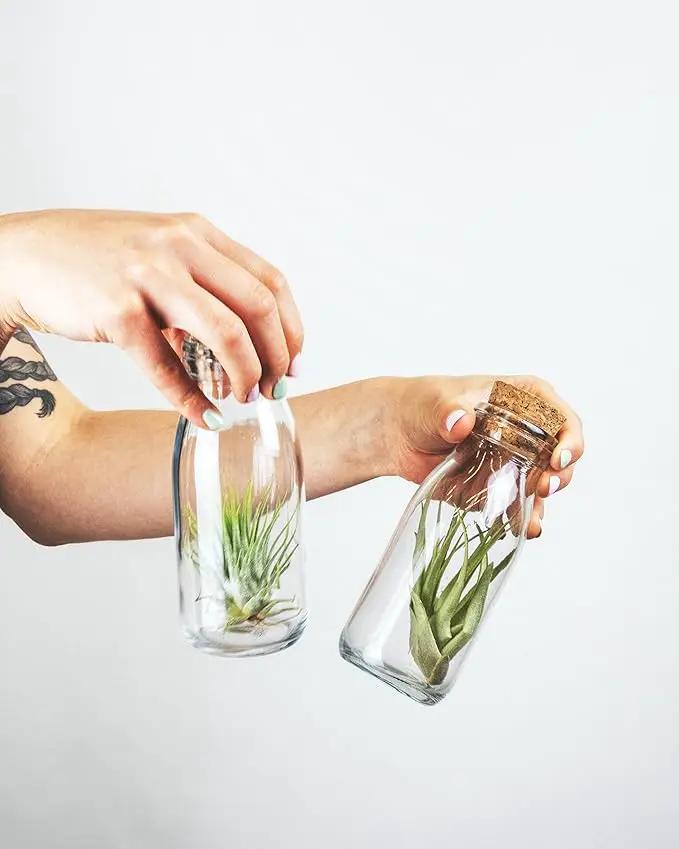 Shop Succulents | Assorted Collection of Live Air Plants, Hand Selected Variety Pack of Air Succulents | Collection of 8 by GreenHaven Gardens