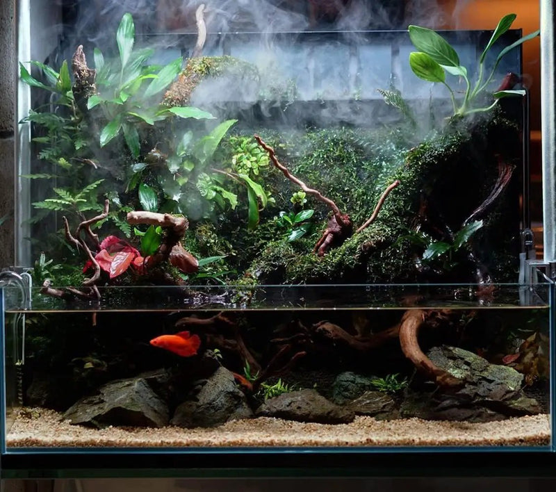 Anubias Live Aquarium Plants - Potted Freshwater Plant for Fish Tanks, Terrariums - Beginner Friendly Low Light (Congensis, 3 Pots) by GreenHaven Gardens