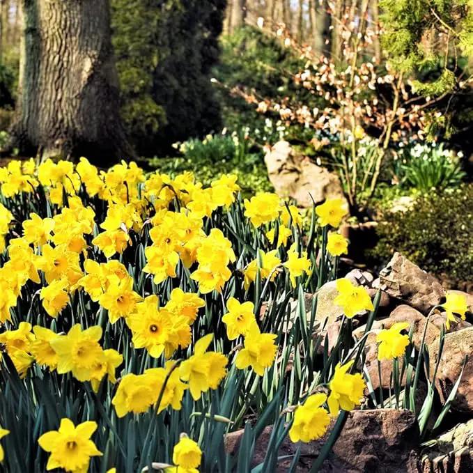 50 Yellow Daffodil Bulbs for Planting - Dutch Master Value Bag - Plant in Gardens, Borders & Flowerbeds - Bulb Size 10/12 cm - Easy to Grow Fall Flowers Bulbs by Willard & May by GreenHaven Gardens