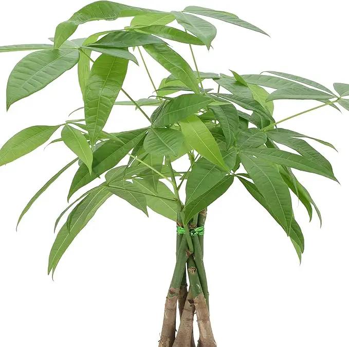 Arcadia Garden Products Money Tree Live Indoor Plant in 6 in. Plastic Grower Pot, Black *Sold by Amazon and Arcadia Garden Products* by GreenHaven Gardens