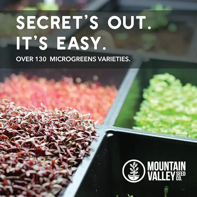 Radish Sprouting Seed - Red Arrow Variety - 4 oz Seed Pouch - Heirloom Radish Sprouts - Non-GMO Sprouting and Micro Greens by GreenHaven Gardens
