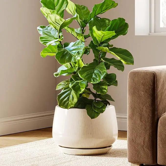 LE TAUCI Ceramic Planters, 12 Inch Pots for Plants, Indoor Plant Pots with Drainage Holes and Saucers, Modern Planters Fit Mid Century Plant Stand, Flower Pots for Indoor Plants, Reactive Glaze Beige by GreenHaven Gardens