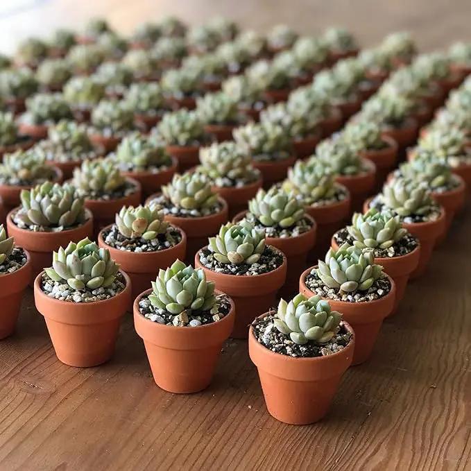 3 inch Terracotta Clay Pots Pack of 18, Small Plant Pots with Drainage Holes and Saucers, Mini Nursery Plant Pots for Succulents, Cactus, Indoor,Outdoor,Halloween Decor by GreenHaven Gardens