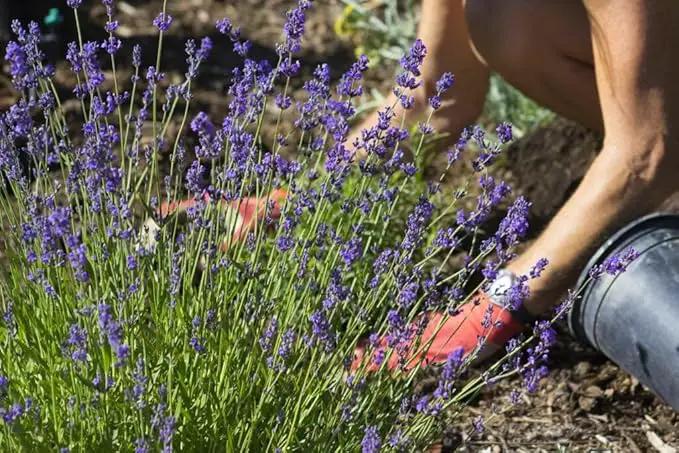 Lavender Soil - Ideal Blend for Thriving and Fragrant Lavender Plants - 3 QUARTS by GreenHaven Gardens