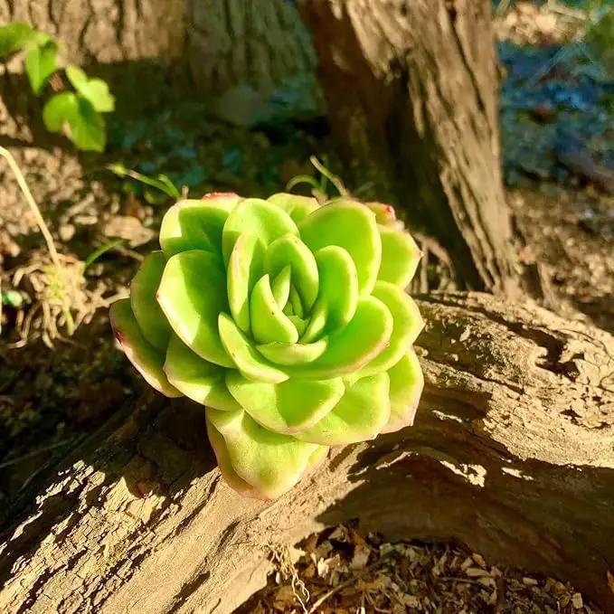 FWPP Succulents Plants Live,Echeveria ice Rose Variegated 3.5 inches Green Mini Indoor Plants,Bare Root Without Pot Soil,Live Plants for Gift Party Wedding Garden Baby Shower DIY Decor by GreenHaven Gardens