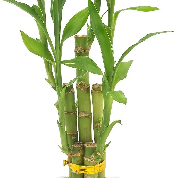 5-Stem Lucky Bamboo, Live Indoor Plant in Contour II Ceramic Planter for Home, Work, or Gift, White ***Cannot Ship to Hawaii*** by GreenHaven Gardens