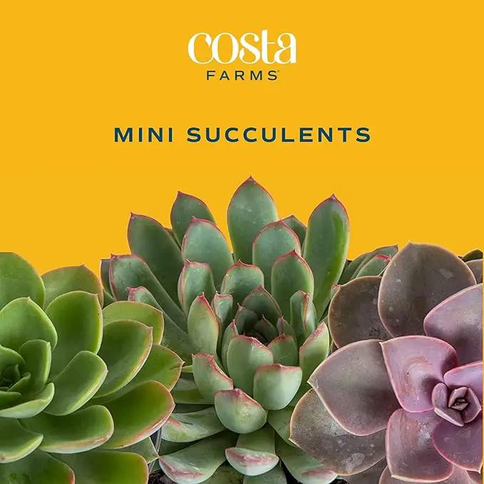 Costa Farms Succulents (6 Pack), Live Mini Succulent Plants, Grower's Choice Live Houseplants, Potted in Nursery Plant Pots, Potting Soil, Gift for Bulk Baby Shower, Bridal Shower, DIY Room Decor by GreenHaven Gardens