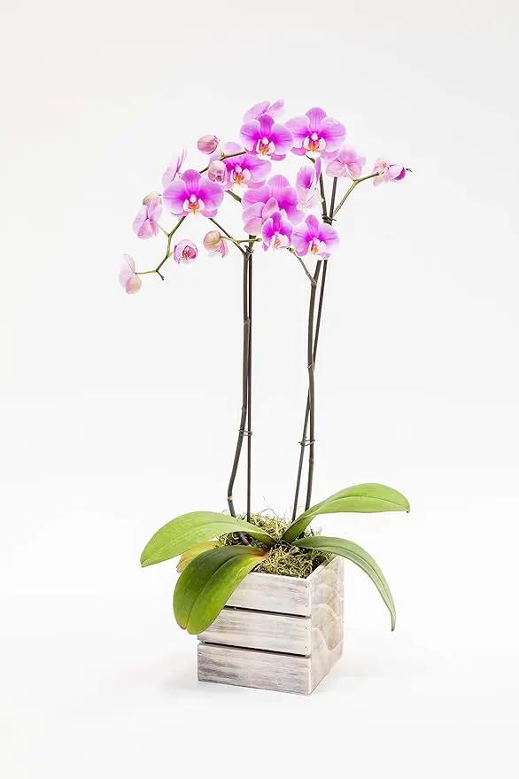 Wood Planter Box with Wine Crate Styled, 5 Inch Square, Whitewash, Plastic Liner, Garden Centerpiece Display, Wedding Flowers Holder, Home and Venue Decor (5x5 Wine Crate Set of 4, Whitewash) by GreenHaven Gardens