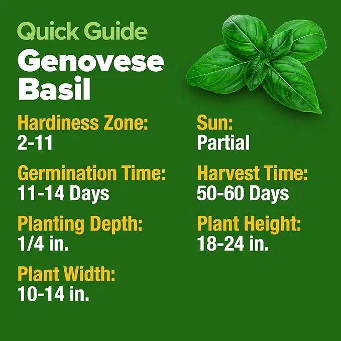 HOME GROWN 𝗨𝗦𝗔 𝗣𝗥𝗘𝗠𝗜𝗨𝗠 Genovese Basil Seeds Pack 1,750+ High Germination 𝗡𝗢𝗡-𝗚𝗠𝗢 Heirloom Seeds (Ocimum basilicum) Herb Seeds for Planting Indoor & Outdoor Gardening, for Culinary Use by GreenHaven Gardens
