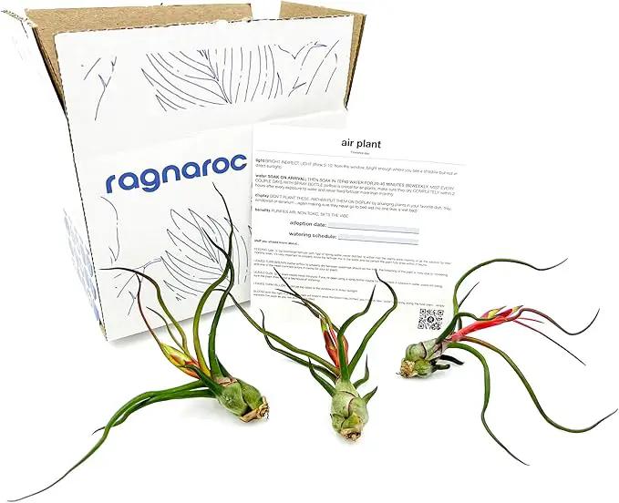Air Plants - Flowering Tillandsia Bulbosa Guatemala, Large 3-5" - 3ct - Live Arrival Guaranteed - House Plants for Home Decor & Gift by GreenHaven Gardens