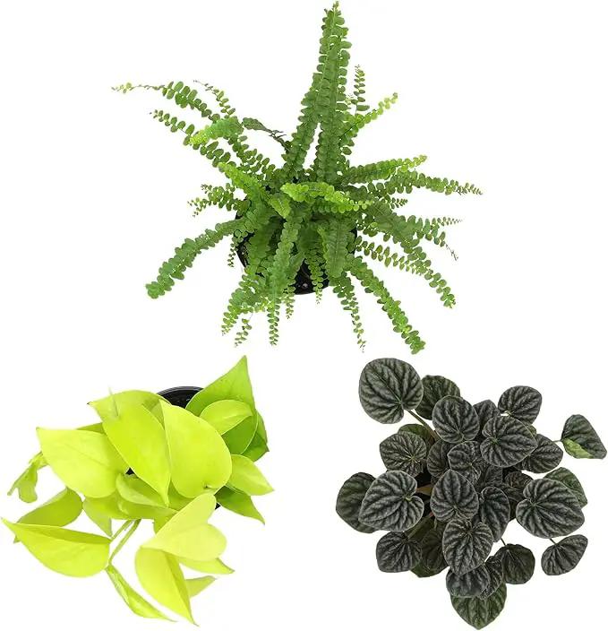 Essential Houseplant Collection (3PK) Live Plants Indoor Plants Live Houseplants in Plant Pots, Easy House Plants Indoors Live, Snake Plant, Pothos in Potting Soil, Clean Air Plants by Plants for Pets by GreenHaven Gardens
