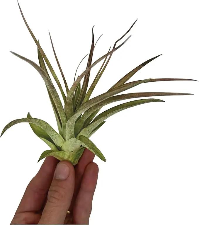 Air Plants - Tillandsia Brachycaulos Multiflora, Jumbo 5-7" - 3 ct - Live Arrival Guaranteed - House Plants for Home Decor & Gift by GreenHaven Gardens