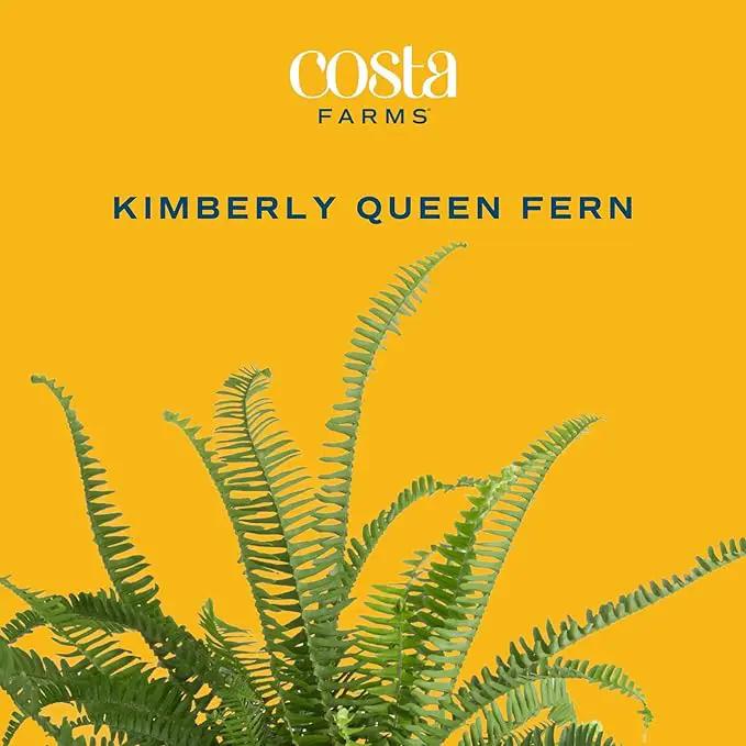 Costa Farms Kimberly Queen Fern, Live Indoor Plant, Houseplant Potted in Premium Décor Plant Pot, Potted in Potting Soil, Beautiful Room Decor, Birthday, Housewarming Gift by GreenHaven Gardens