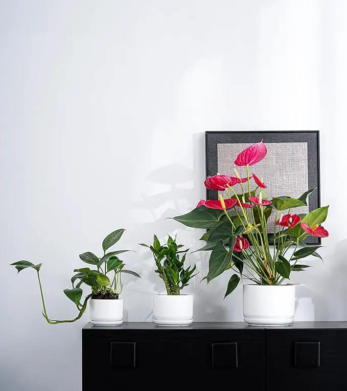 Ton Sin Plant Pots, 4.1+5.1+6.5 inch, Set of 3, Ceramic Planters with Drainage Hole and Saucer, Indoor Flower Pot with Hole Mesh Pad, Gifts for Mom(Matte White) by GreenHaven Gardens