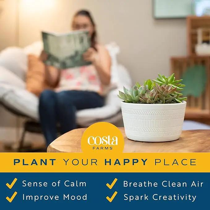 Costa Farms Live Succulent Garden Collection, Live Succulent Plants in Décor Pot, New House Plant Gift, Son, Room and Zen Garden Décor, 6-Inches Tall by GreenHaven Gardens