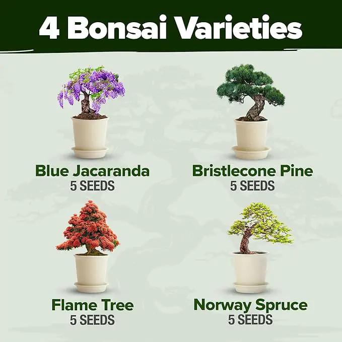 Bonsai Tree Kit - Gifts for Men & Women - Grow 4 Bonsai Trees - Unique Gardening Crafts for Adults, DIY Hobbies for Plant Lovers & Gardeners - Unusual Christmas Gift Ideas for Mom & Dad by GreenHaven Gardens