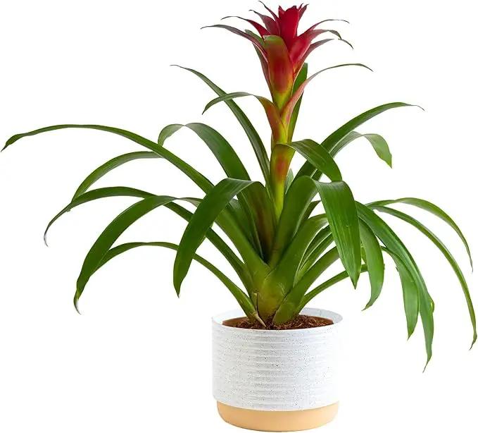Costa Farms Blooming Bromeliad, Pink, Live Indoor Plant in Modern Decor Planter, Flowering Houseplant in Potting Soil, Birthday Gift, Housewarming Gift, Garden Gift, Room Decor, 1 Foot Tall by GreenHaven Gardens