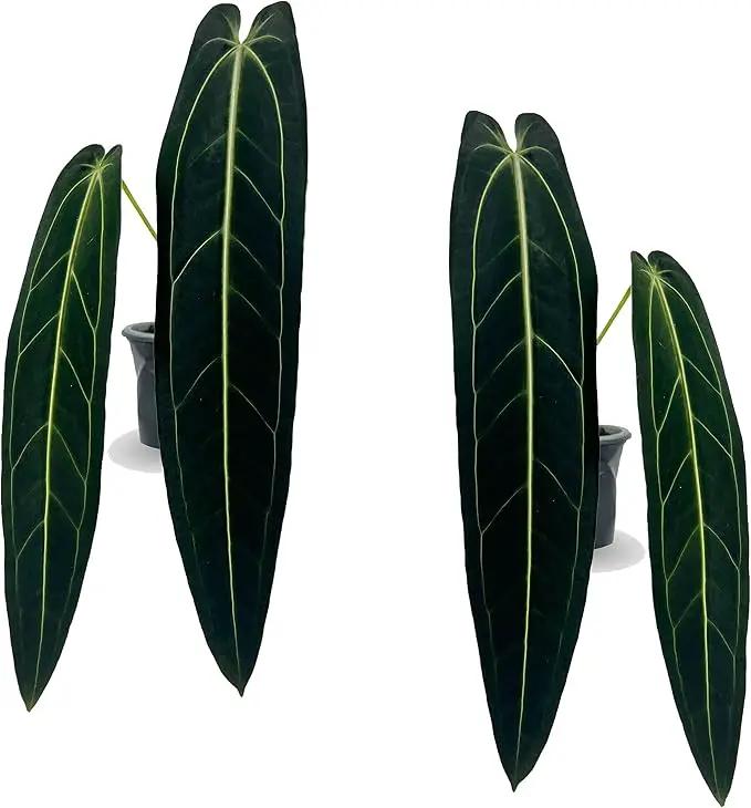 LEAL PLANTS ECUADOR Anthurium Warocqueanum (Pack of 2)| Green Live Plant for Indoors |Rare and Exotic Indoor Plants for Living Room | Queen Anthuriums House Plants | Warocqueanum Heart Plant by GreenHaven Gardens