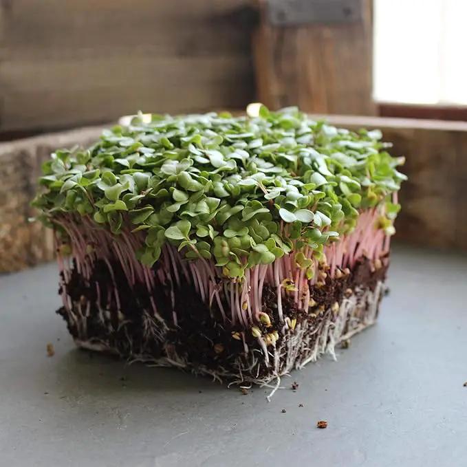 Radish Sprouting Seed - Red Arrow Variety - 4 oz Seed Pouch - Heirloom Radish Sprouts - Non-GMO Sprouting and Micro Greens by GreenHaven Gardens