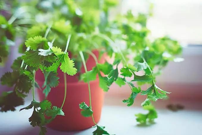 Elevate Your Cilantro Garden with Gardenera's Organic Potting Mix - Tailored for Robust Cilantro Plants and Bold Leaves - 2 Quart by GreenHaven Gardens