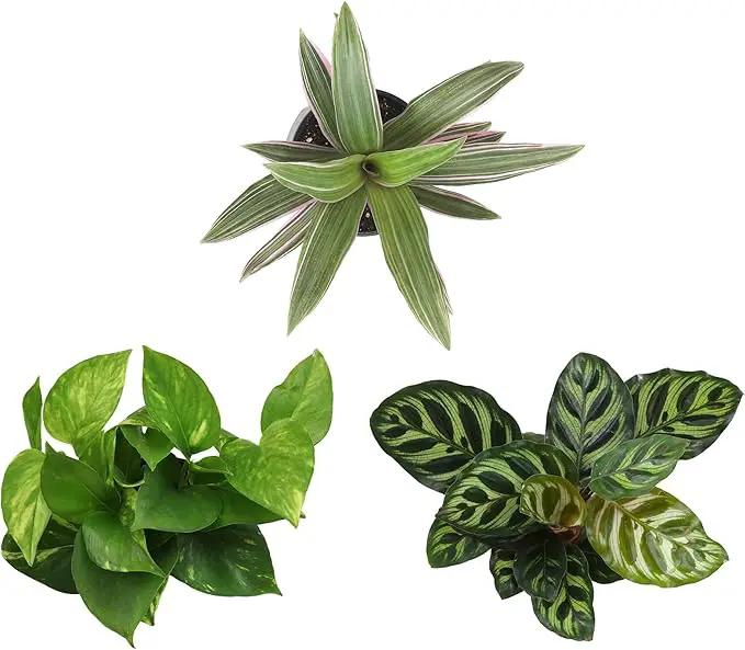 Essential Houseplant Collection (3PK) Live Plants Indoor Plants Live Houseplants in Plant Pots, Easy House Plants Indoors Live, Snake Plant, Pothos in Potting Soil, Clean Air Plants by Plants for Pets by GreenHaven Gardens