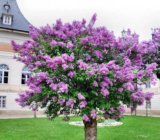 Two Pack of Common Old Fashioned Lilac Bushes - Fragrant Lavender Purple Flowers - 2 Live Plants 1 to 2 Feet Tall - Attract Hummingbirds and Butterflies by GreenHaven Gardens