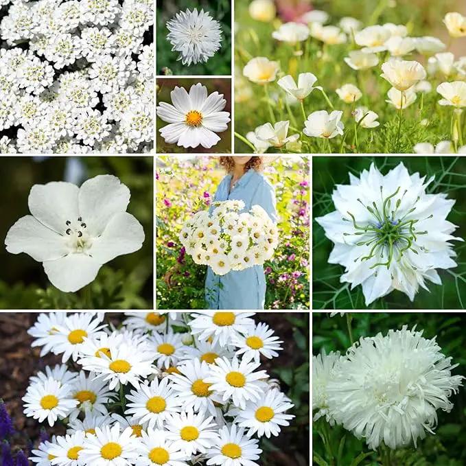 Eden Brothers Cloud 9 Flower Mixed Seeds for Planting, 1/4 lb, 120,000+ Seeds with White Candytuft, Cosmos Purity | Attracts Pollinators, Plant in Spring or Fall, Zones 3, 4, 5, 6, 7, 8, 9, 10 by GreenHaven Gardens