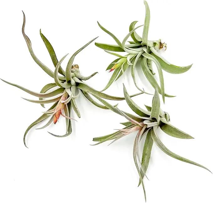 Air Plants - Flowering Tillandsia Harrisii, Large 3-5" - 3ct - Live Arrival Guaranteed - House Plants for Home Decor & Gift by GreenHaven Gardens