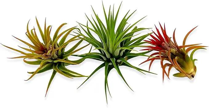 Air Plants Bulk - Tillandsia Ionantha Wholesale Pack, Regular 1-3" - 50ct - Live Arrival Guaranteed - House Plants for Home Decor & Gift by GreenHaven Gardens