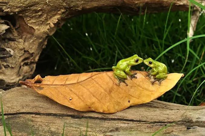 Top Collection Enchanted Story Garden Kissing Frogs on Leaf Outdoor Decor by GreenHaven Gardens