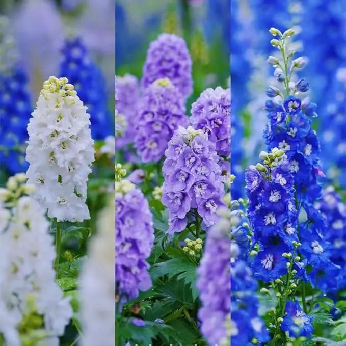 Consolida Ajacis Larkspur Flower Seeds Pack of 500+ Flower Seeds for Planting by GreenHaven Gardens