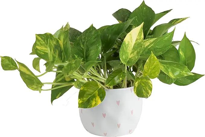 Costa Farms Live Pothos Plant, Easy to Grow Vining Houseplant in Cute Décor Planter, Housewarming Gift, Room Decor, 10-12 Inches Tall | Valentines Day Gift | Valentines Day Decoration by GreenHaven Gardens