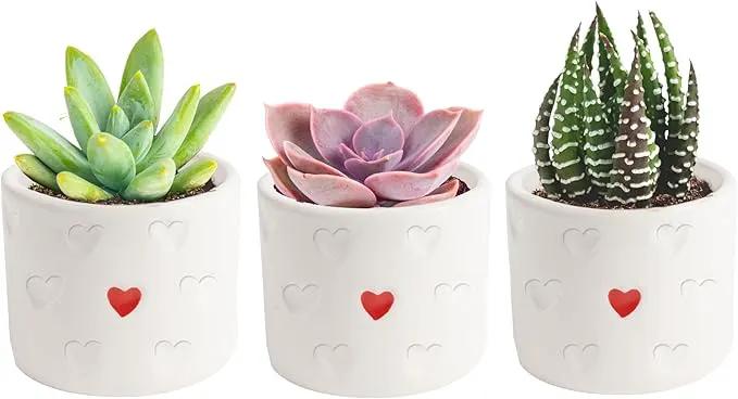 Costa Farms Succulent Plants (Pack of 3), Live Indoor Plant Mini Succulent in Cute Decor Plant Pot, Potting Soil Mix, Grower's Choice, Valentine's Day Gift, Valentine Decor, Room Decor, 2-Inches Tall by GreenHaven Gardens