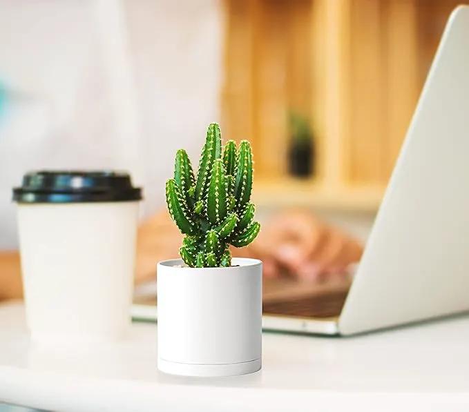 D'vine Dev 12 Pack 3 Inch Mini Plastic Plant Pots, Small Garden Planters for Plant with Drainage Holes and Saucers, White Color, 74-Z-C-4 by GreenHaven Gardens